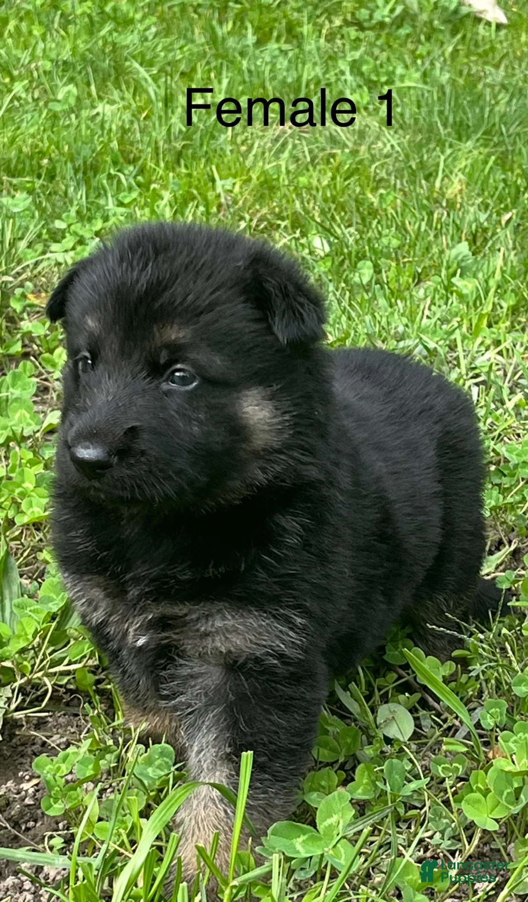 German Shepherd dogs for sale: German Shepherd 7 - Ad 2