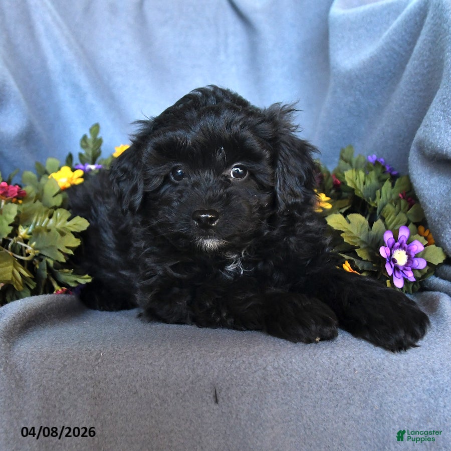 Pomapoo dogs Badger - Ad 2