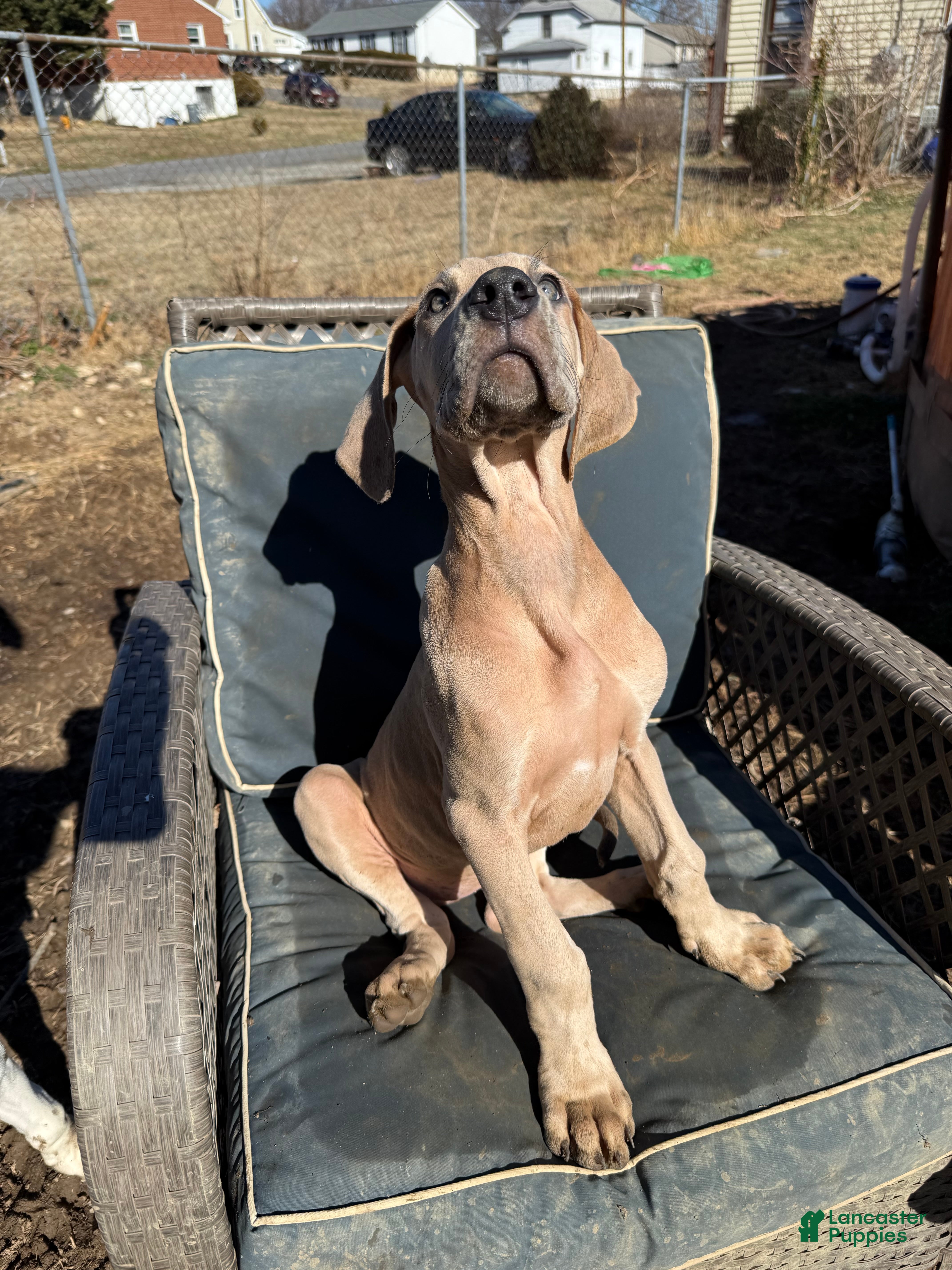 Great Dane dogs Blue fawn (Heavy Euro) - Ad 2