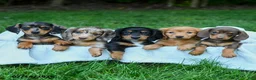 Miniature Dachshund dogs for sale: Daria - Ad 5