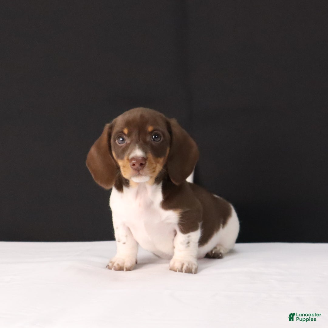 Dachshund dogs for sale: Pete - Ad 8
