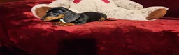 Miniature Dachshund dogs for sale: *LOLA* - Ad 10