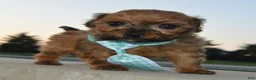 Shihpoo dogs for sale: TINY SAM - Ad 7