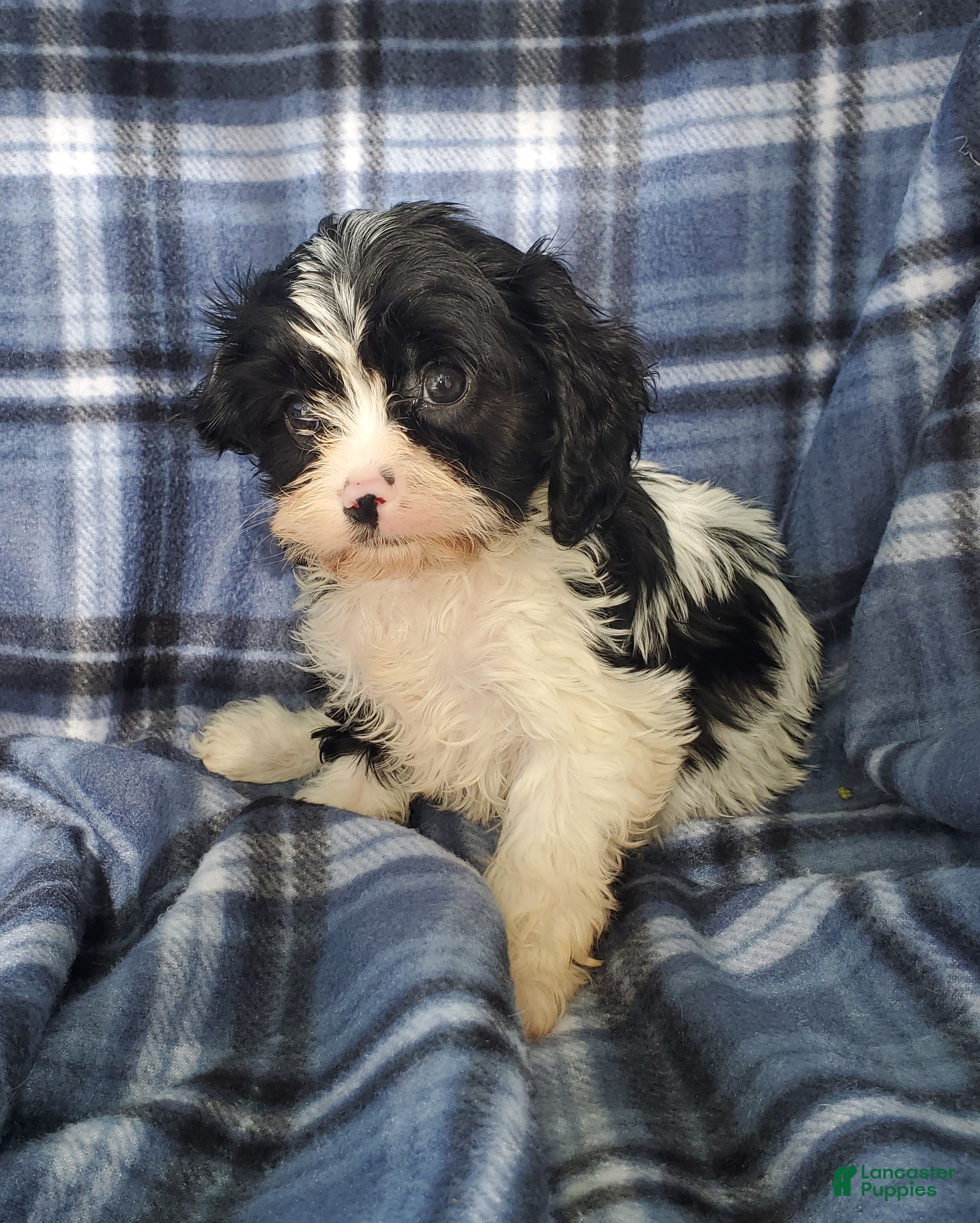 Cavapoo dogs Oreo - Ad 1