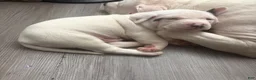 Mixed Breed dogs for sale: Titan - Ad 7