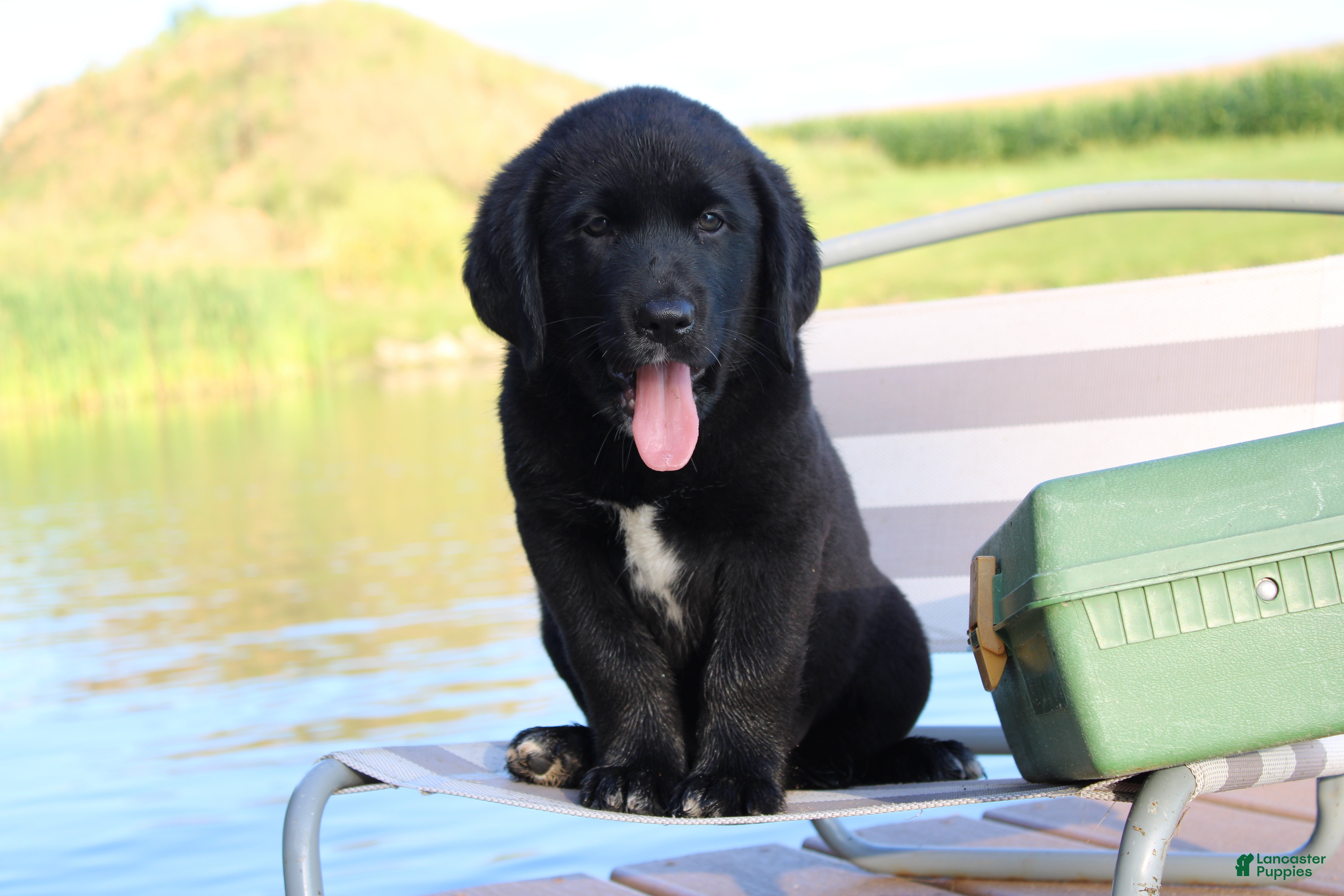Labrador Retriever dogs Charlie - Ad 2