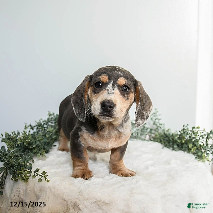 Miniature Dachshund dogs Buddy - Ad 10