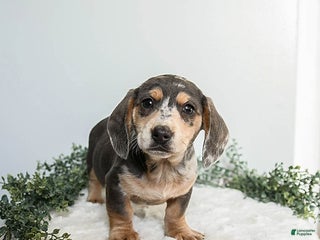Miniature Dachshund dogs Buddy - Ad 25