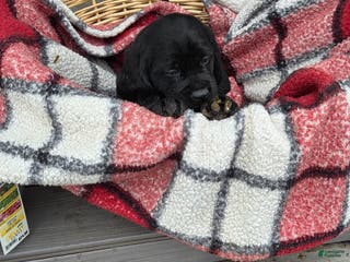 Mixed Breed dogs Labrador/Cocker Spaniel - Ad 31