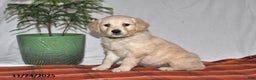 Golden Retriever dogs for sale: Prince - Ad 1