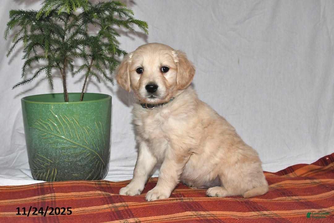 Golden Retriever dogs for sale: Prince - Ad 1