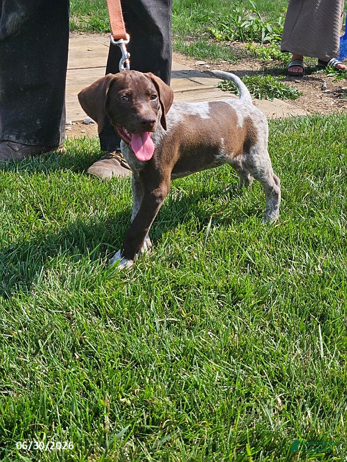 German Shorthaired Pointer dogs Scout - Ad 1