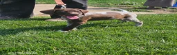 German Shorthaired Pointer dogs for sale: Scout - Ad 1