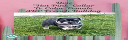 French Bulldog dogs for sale: Uvie “Hot Pink” Collar, Female  - Ad 6