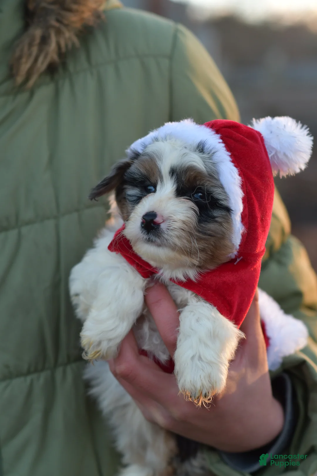 Mini Aussiedoodle dogs for sale: Rory - Ad 5