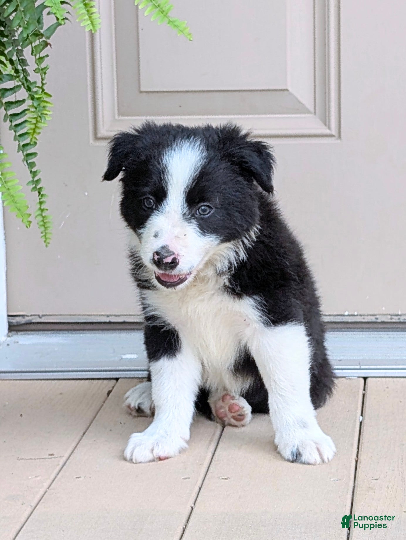Border Collie dogs TimeOut - Ad 1