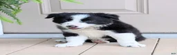 Border Collie dogs for sale: TimeOut - Ad 1