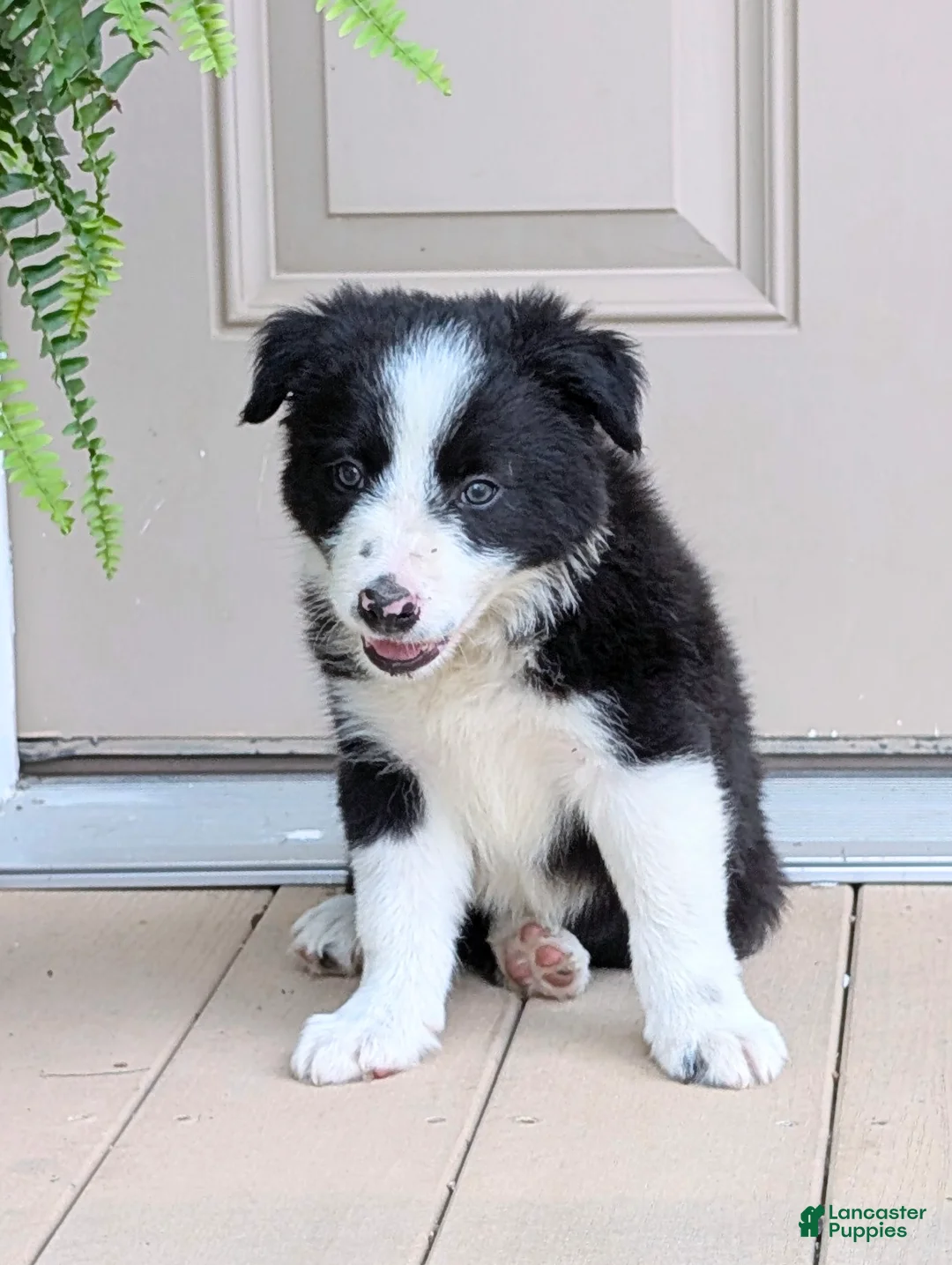 Border Collie dogs for sale: TimeOut - Ad 1