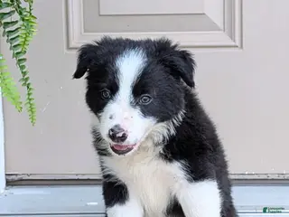 Offset Border Border Collie Puppies for sale in Niagara Falls, New York | Lancaster ...