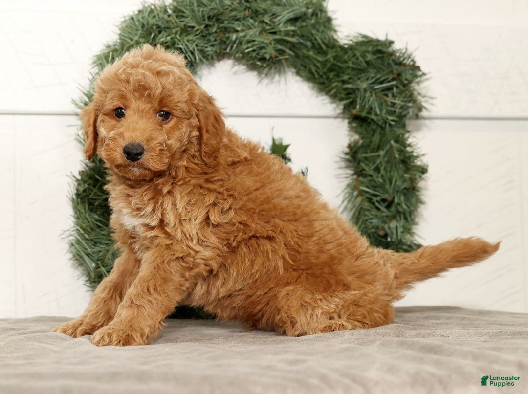 Mini Goldendoodle dogs for sale: Edgar - Ad 8