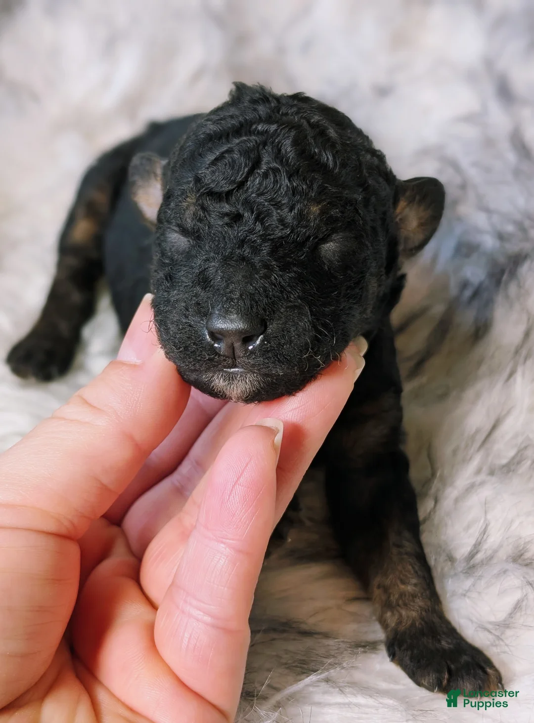 Mixed Breed dogs for sale: LIONHEART  - Ad 3