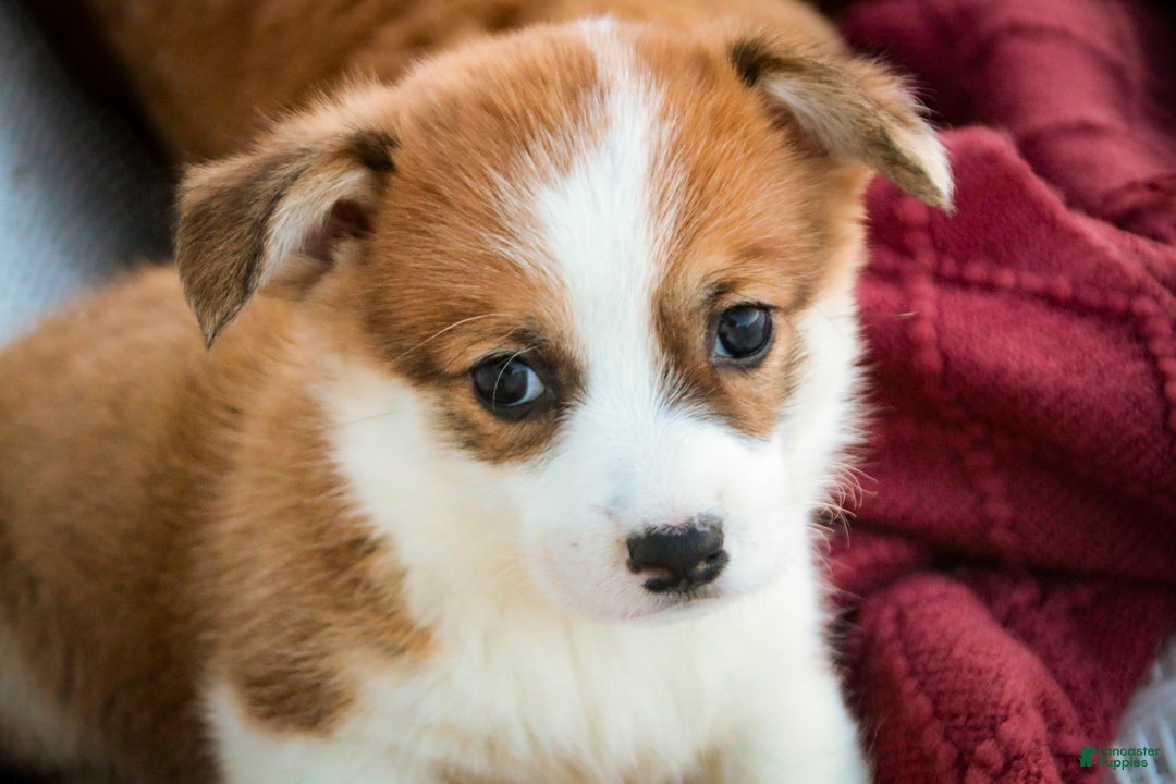 Welsh Corgi Pembroke dogs for sale: Bagel - Ad 6