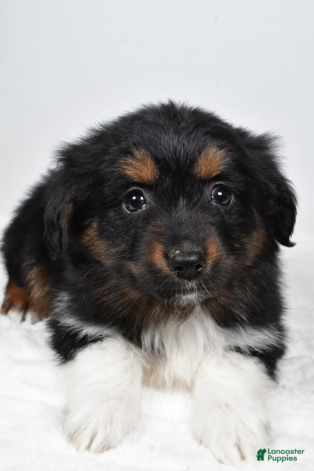Miniature Australian Shepherd dogs for sale: Randal - Ad 8