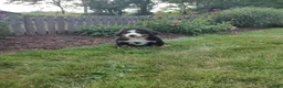 Bernese Mountain Dog dogs for sale: Lyle - Ad 3