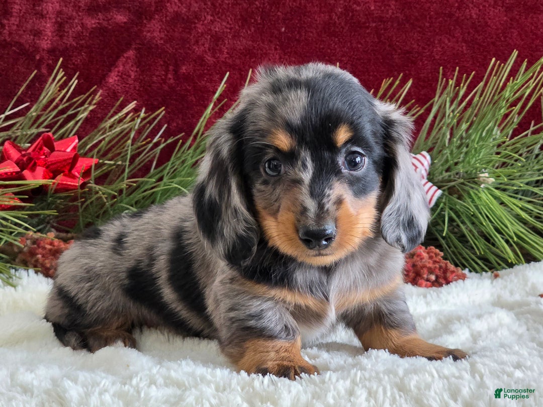 Miniature Dachshund dogs for sale: Korey - Ad 8