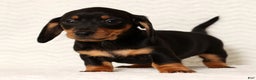 Miniature Dachshund dogs for sale: Nova - Ad 5