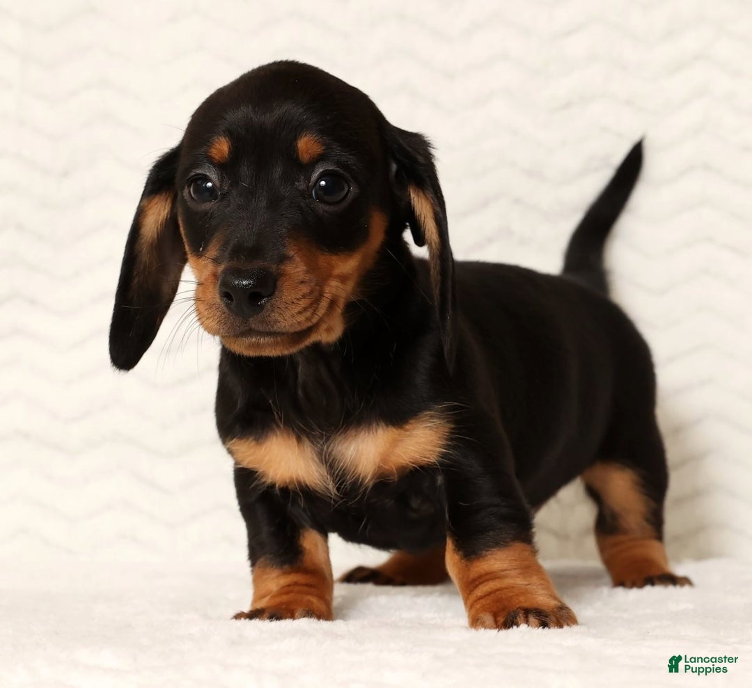 Miniature Dachshund dogs for sale: Nova - Ad 5