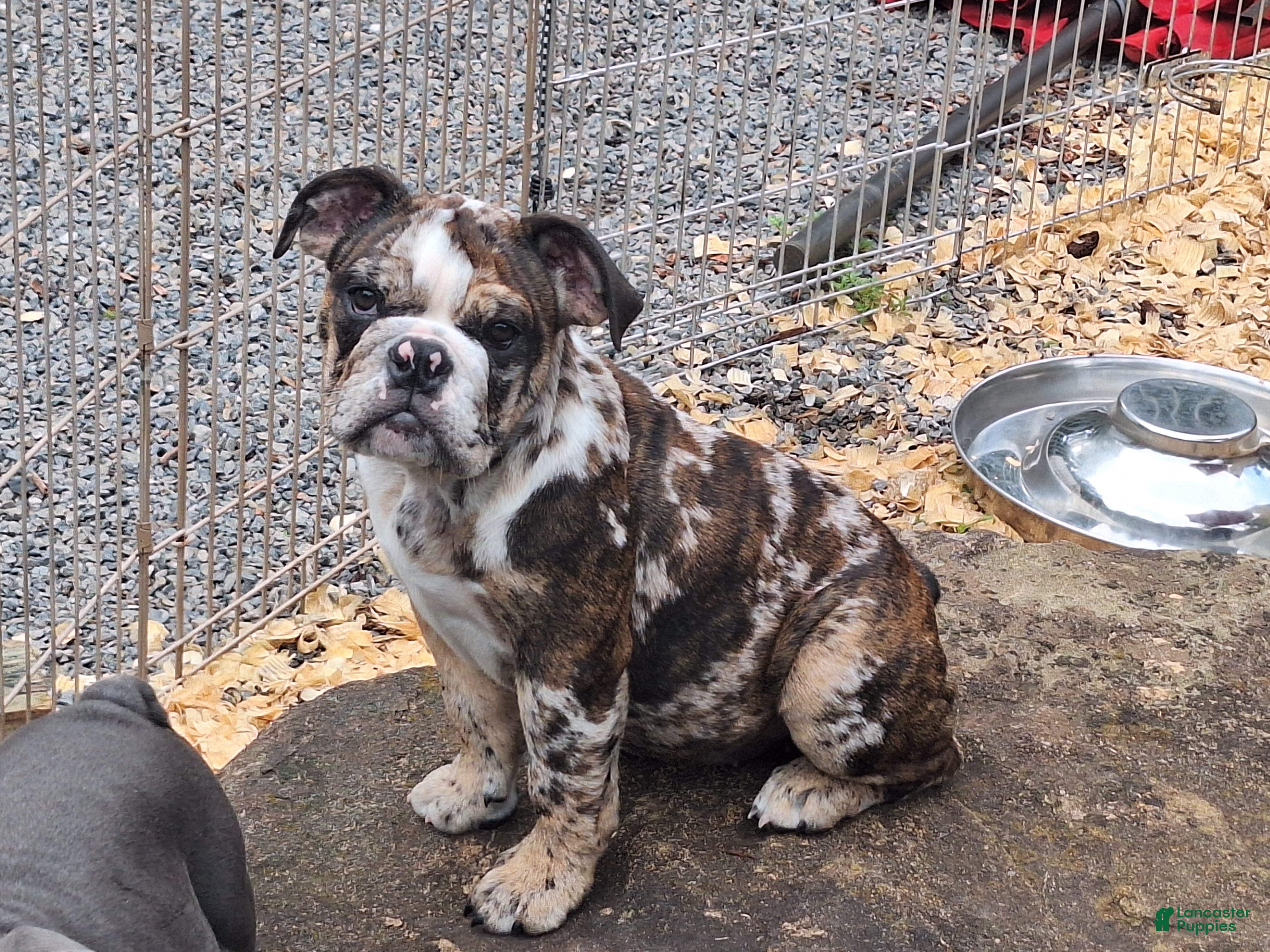 English Bulldog dogs English Bulldog 3 - Ad 1