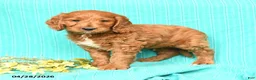 Goldendoodle dogs for sale: Rover - Ad 3