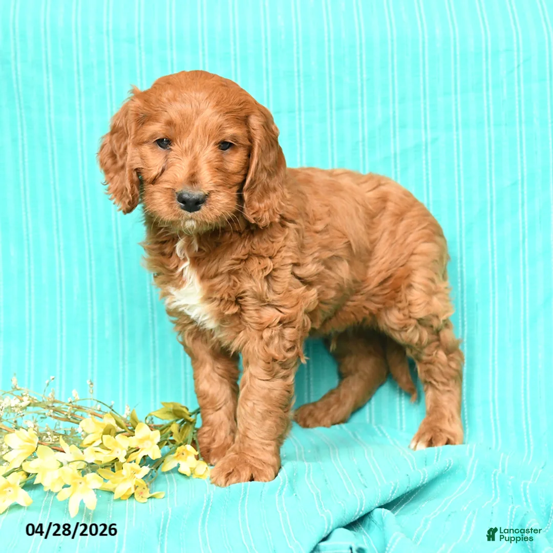 Goldendoodle dogs for sale: Rover - Ad 3