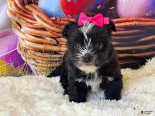 Morkie dogs Beauty - Ad 2