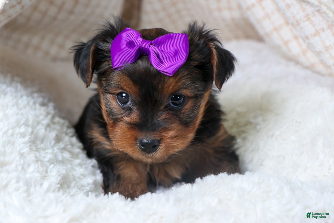 Yorkshire Terrier dogs for sale: CALLIE - Ad 4