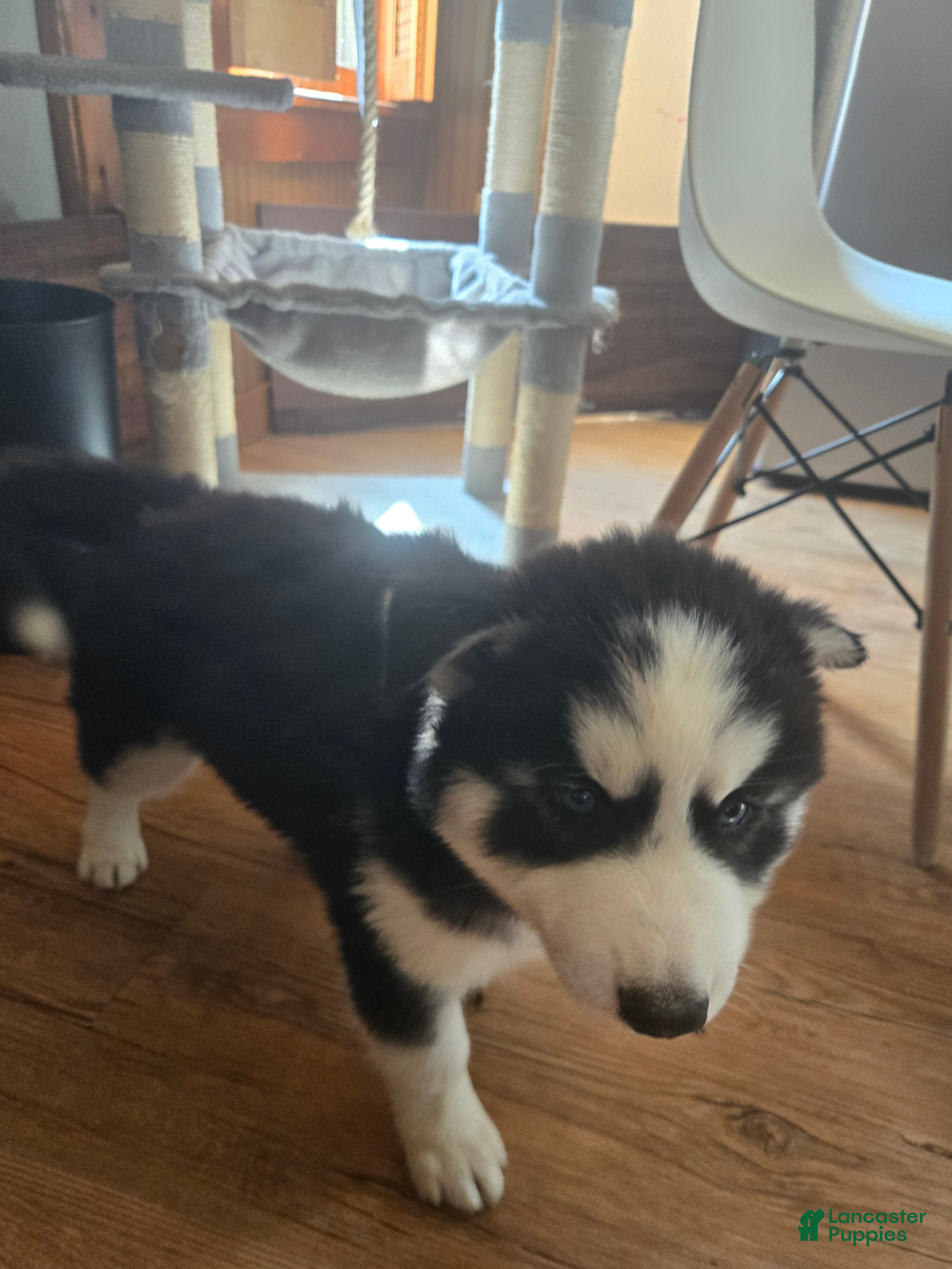 Siberian Husky dogs Freckle - Ad 2