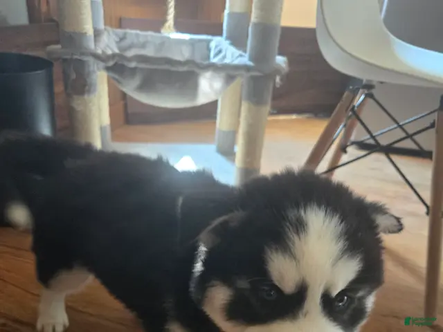 Siberian Husky dogs for sale: Pudgie - Ad 2