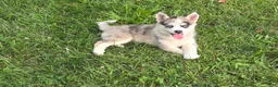 Pomsky dogs for sale: Sweetheart  - Ad 3