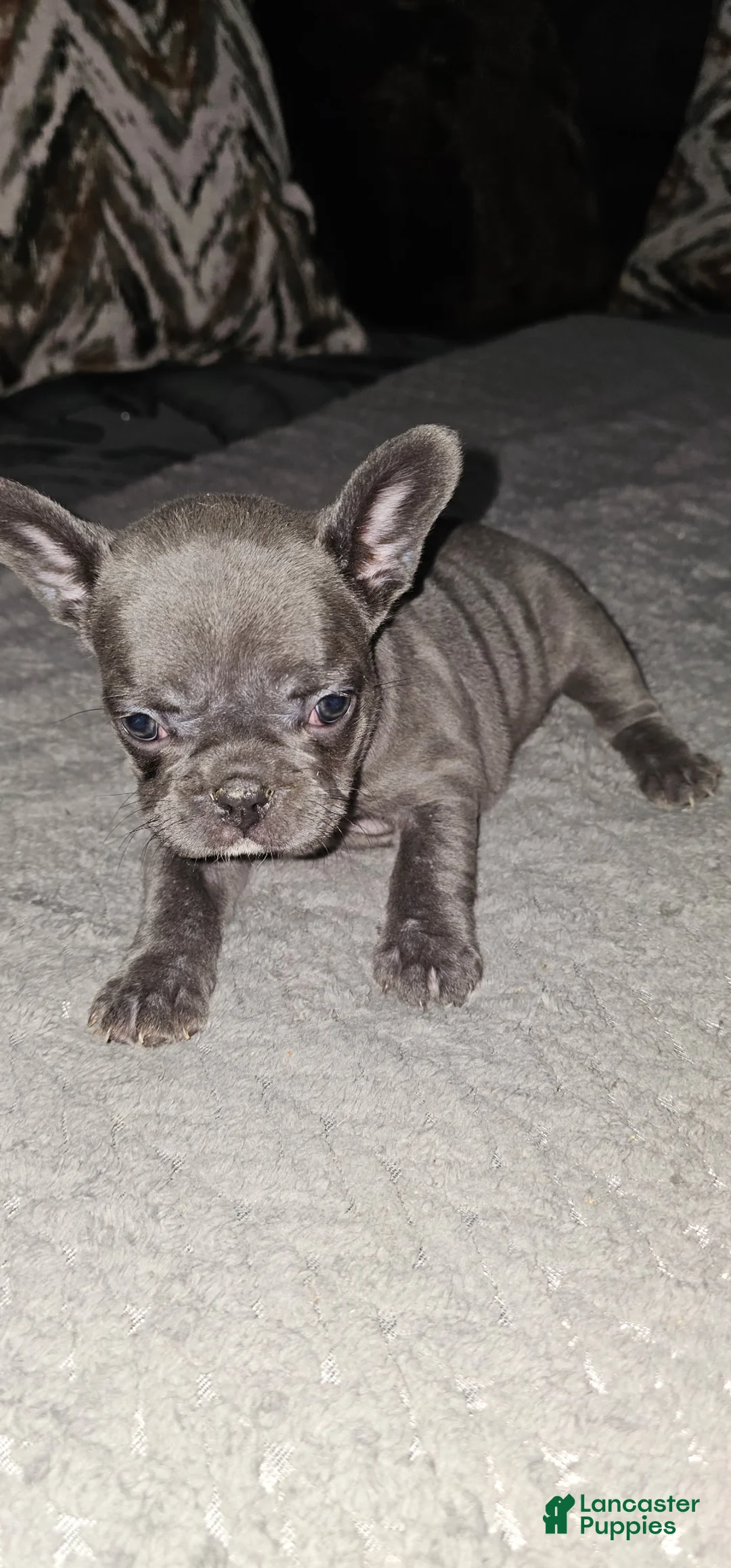 French Bulldog dogs for sale: French Bulldog 1 - Ad 1