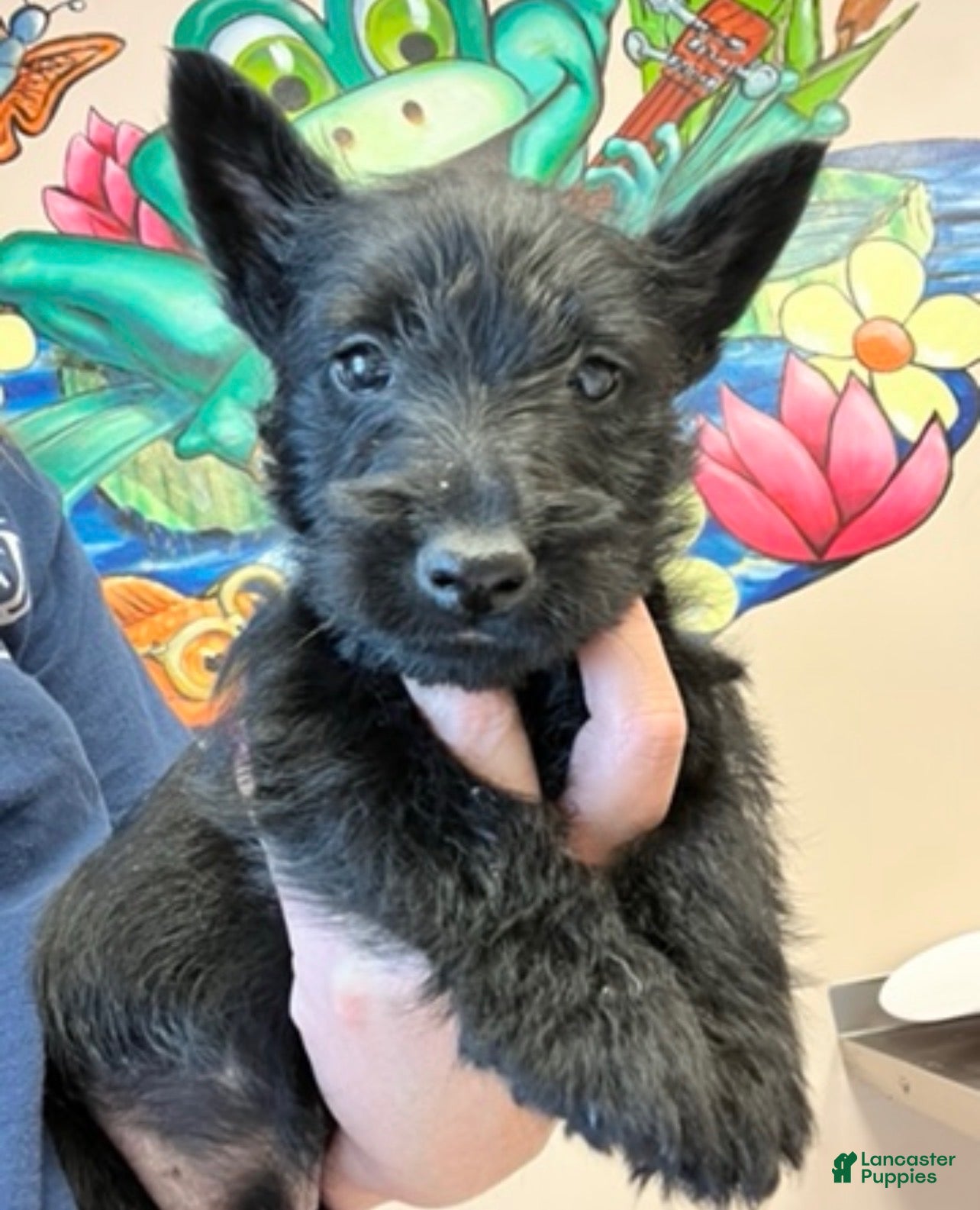 Scottish Terrier dogs for sale: Scottish Terrier 1 - Ad 2