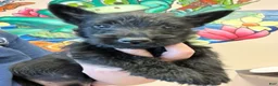 Scottish Terrier dogs for sale: Scottish Terrier 2 - Ad 2