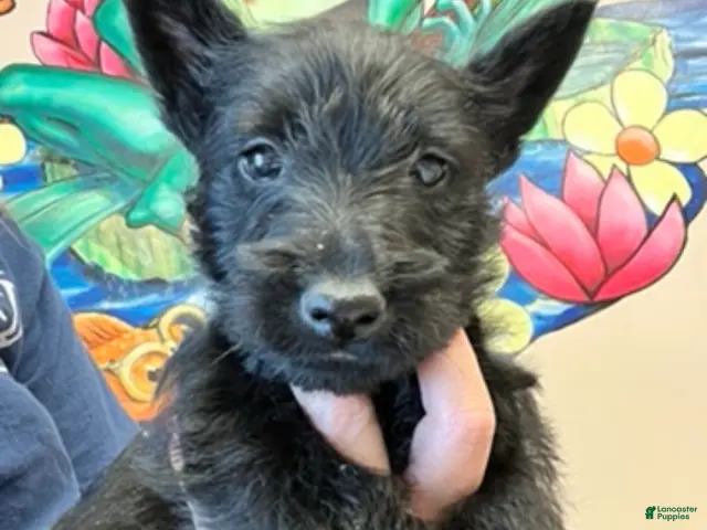 Scottish Terrier dogs for sale: Scottish Terrier 1 - Ad 2