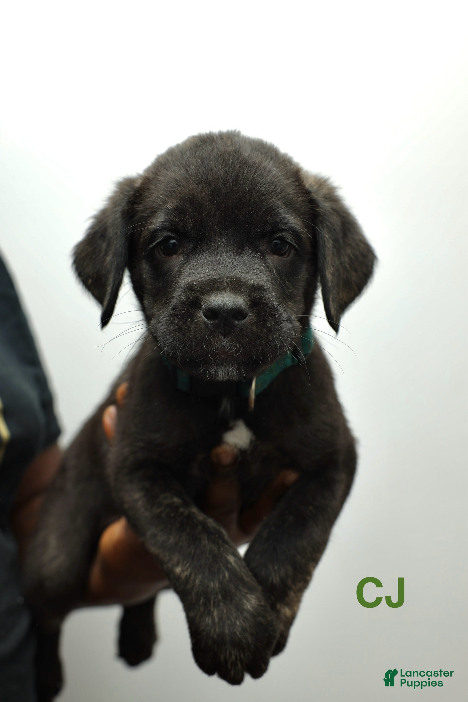 Cane Corso dogs for sale: CJ - Ad 3