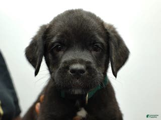 Cane Corso dogs CJ - Ad 2