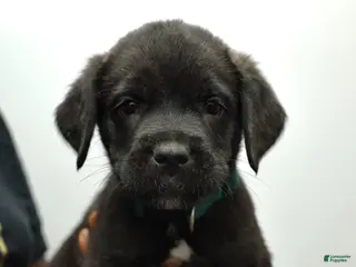 Cane Corso dogs CJ - Ad 20