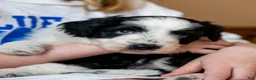 Aussiedoodle dogs for sale: Spark - Ad 3