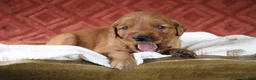 Golden Retriever dogs for sale: Autumn - Ad 4