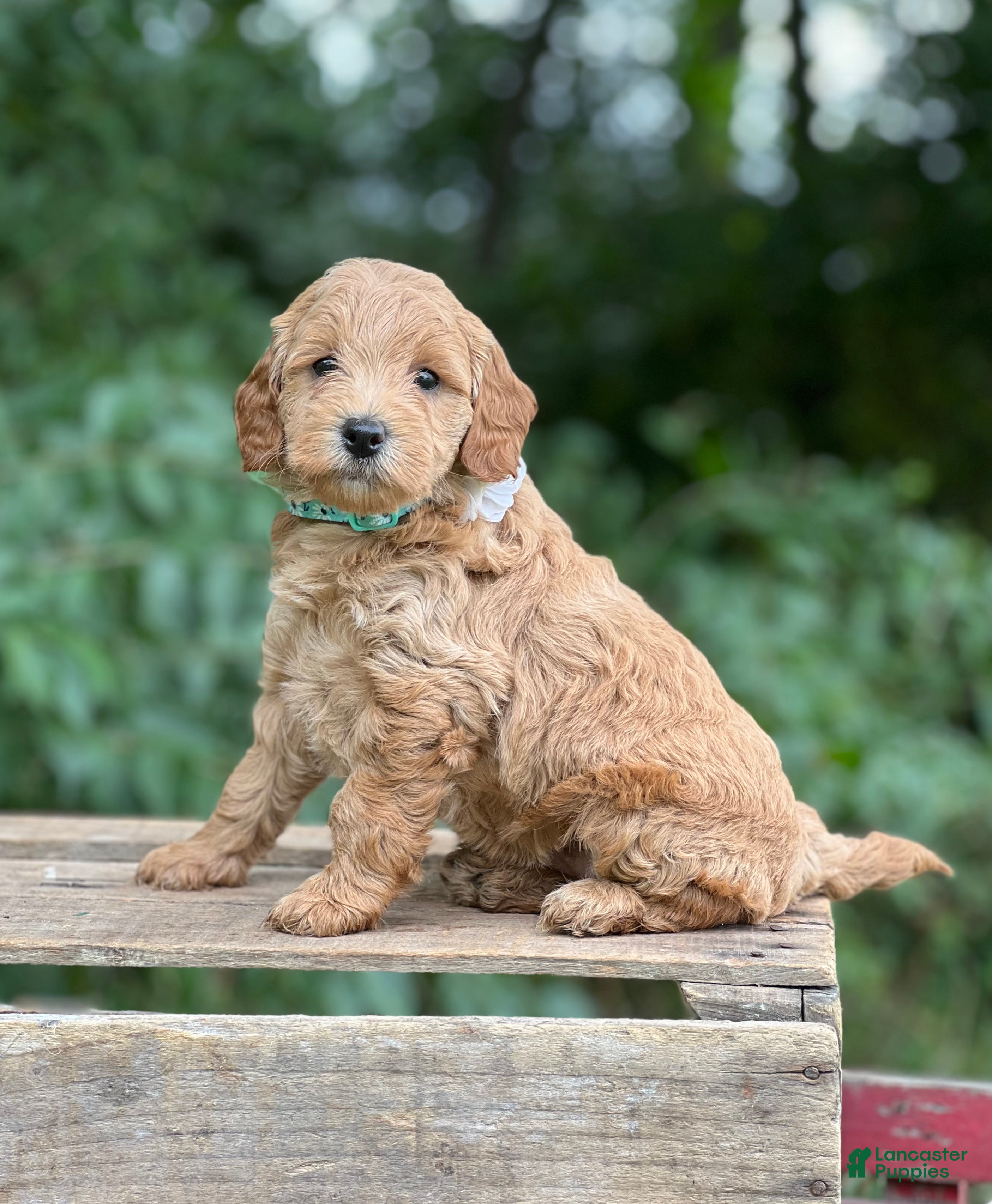 Mini Goldendoodle dogs Josie - Ad 8