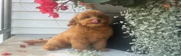 Mini Goldendoodle dogs for sale: Molly Mini Goldendoodle  - Ad 7